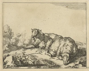 Deux moutons couchés près d
