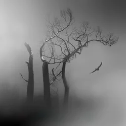 Lone Bird : Arbres brumeux