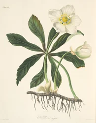 Hellébore noir ou rose de Noël, tiré de Illustrations florales des saisons, publié en 1829