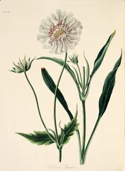 Scabieuse du Caucase, des Illustrations florales des saisons, pub. 1829