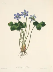 Hépatique bleue commune, des Illustrations florales des saisons, pub. 1829