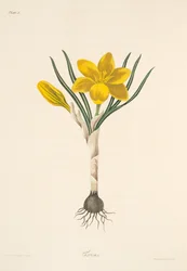 Crocus jaune commun, des Illustrations florales des saisons, pub. 1829