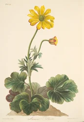 Anémone à feuilles de cyclamen, des Illustrations florales des saisons, pub. 1829