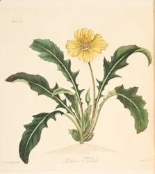 Onagre à feuilles de pissenlit, des Illustrations florales des saisons, pub. 1829