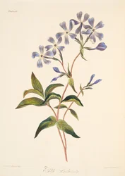 Lychnidea à floraison précoce, des Illustrations florales des saisons, pub. 1829