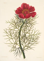 Pivoine à feuilles fines, des Illustrations florales des saisons, pub. 1829