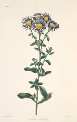 Aster italien, des Illustrations florales des saisons, pub. 1829