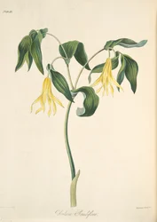 Uvulaire à grandes fleurs, des Illustrations florales des saisons, pub. 1829
