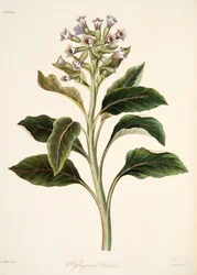 Hyoscyamus oriental, des Illustrations florales des saisons, pub. 1829