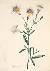 Salpiglossis peint, des Illustrations florales des saisons, pub. 1829