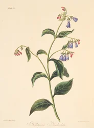 Pulmonaire paniculée, des Illustrations florales des saisons, pub. 1829