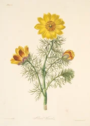 Adonis vivace, des Illustrations florales des saisons, pub. 1829