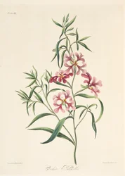 Clarkia élégante, des Illustrations florales des saisons, pub. 1829