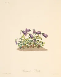 Campanule rousse, des Illustrations florales des saisons, pub. 1829