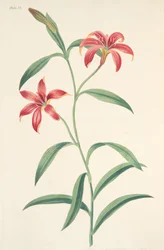 Lys chinois monochrome, des Illustrations florales des saisons, pub. 1829