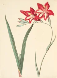 Superbe Glaïeul, des Illustrations florales des saisons, pub. 1829