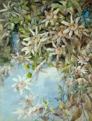 Étude de la fleur de la passion