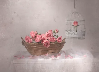 Roses roses et cage à oiseaux