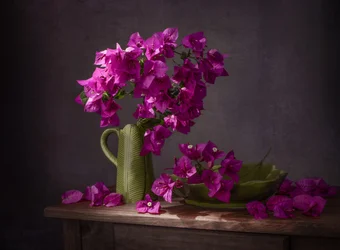 Nature morte aux bougainvilliers aux couleurs vives