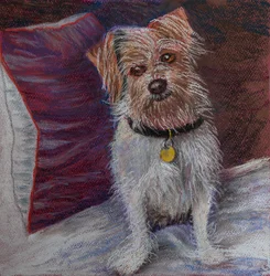 Mon petit chien sur un coussin de soie