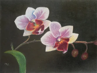 Orchidée dans ma chambre