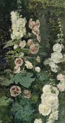 Rose trémières