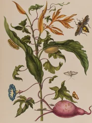 Illustration de 