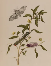 Illustration de 