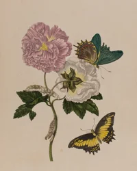 Illustration de 