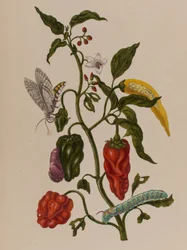 Illustration de 