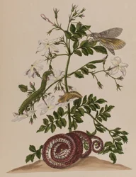 Illustration de 