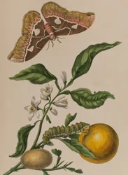 Illustration de 