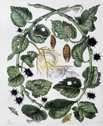 Papillons et chrysalide - dess. par Maria Sibylla Merian, n.d., vers la fin du XVIIIe siècle