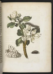 La merveilleuse transformation des chenilles et leur nourriture florale...