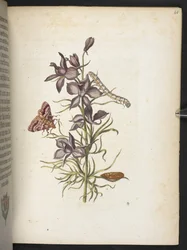 La merveilleuse transformation des chenilles et leur nourriture florale...