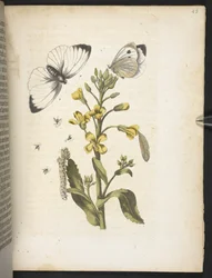 La merveilleuse transformation des chenilles et leur nourriture florale...