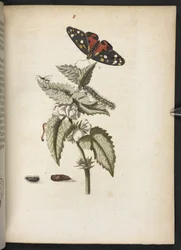 La merveilleuse transformation des chenilles et leur nourriture florale...