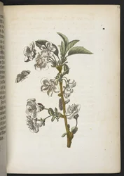 La merveilleuse transformation des chenilles et leur nourriture florale...