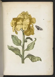 La merveilleuse transformation des chenilles et leur nourriture florale...