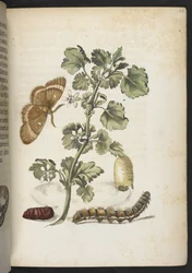 La merveilleuse transformation des chenilles et leur nourriture florale...