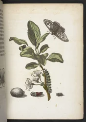 La merveilleuse transformation des chenilles et leur nourriture florale...