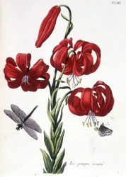 Lys pourpre - dans Histoire générale des insectes de Surinam et de toute l