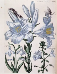 Lys blanc droit et bord à longues feuilles - dans « Histoire générale des insectes de Surinam et de toute l