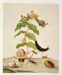 No.1146c Hypericum Baxiforum avec escargots et un coléoptère, 1695