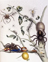 Divers arachnides d