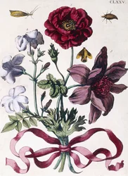 Divers insectes et fleurs européens