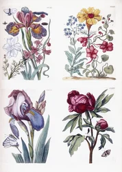 Divers insectes et fleurs européens