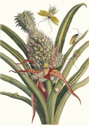Ananas. Du livre Metamorphosis insectorum Surinamensium, 1705