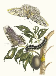 Arbre de gomme-gutte. Du livre Metamorphosis insectorum Surinamensium, 1705