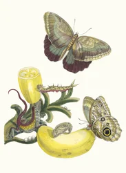 Baccores. Du livre Metamorphosis insectorum Surinamensium, 1705
